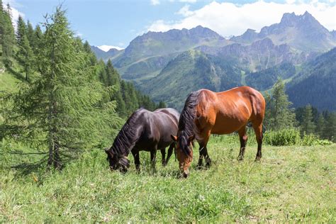 Horses in the pasture Free Photo Download | FreeImages