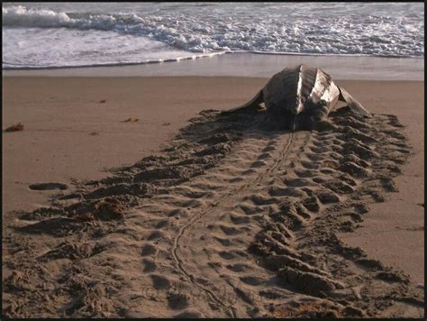 Turtle tracks | Sea turtles hatching, Loggerhead sea turtle, Sea turtle nest