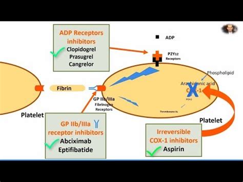 Aspirin Mechanism Of Action / Hemostasis: Lesson 5 - Antiplatelet Meds ...