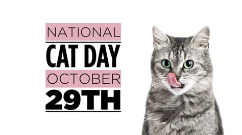 National Cat Day: RMA Faculty’s Cats! – Eagle Examiner