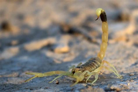 10 Striking Facts About Scorpions