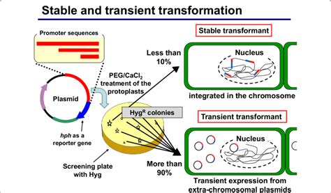 Schematic representation of stable and transient transformation.... | Download Scientific Diagram