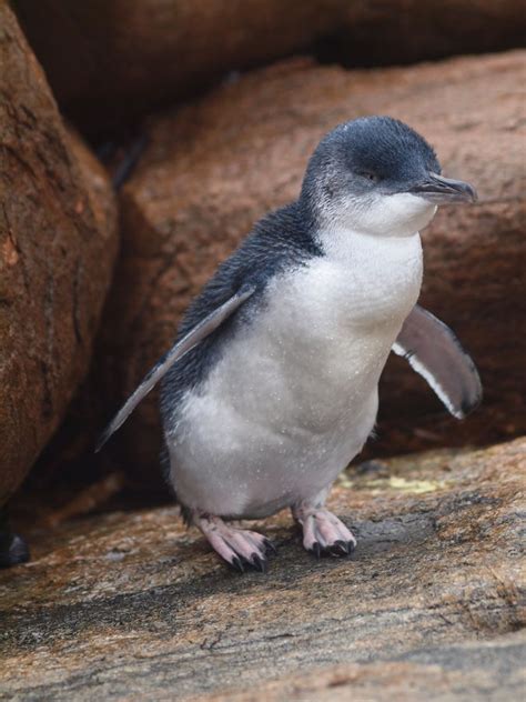 Fairy Penguin by Alastair Heslop | 500px | Penguins, Australian animals, Pet birds