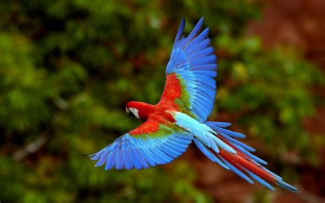 Blue with red parrot flying - All Best Desktop Wallpapers