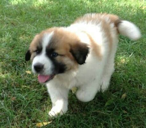 Great Pyrenees/St Bernard mix puppy | Love Dogs | Pinterest