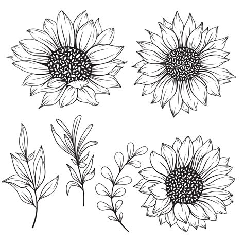 sunflower line art, sunflower line drawing, floral line drawing, sunflower outline 5104991 ...