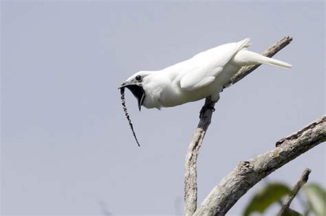 New Record for Loudest Bird Call Set During Mating Ritual