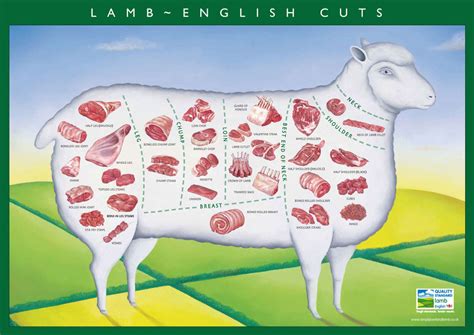 Lamb Cuts - Get to know your Cuts of Lamb - Cooking with Lamb : Diet low