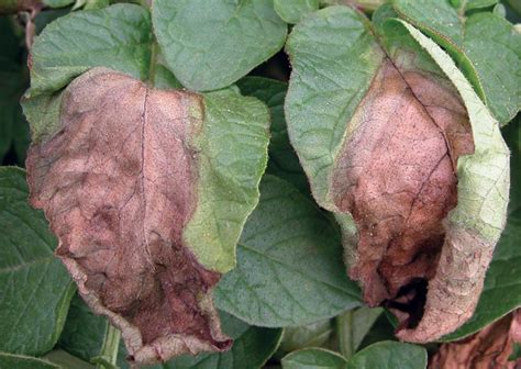 Potato Late Blight Management - Spud Smart