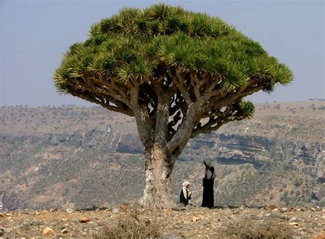 Socotra Island ,Yemen - Wonderful