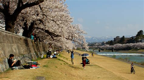 Sakura Season! Seeing Kanazawa's Cherry Blossoms in One Day