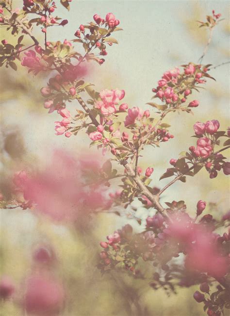 crab apple blossom daydreams - Susan Tuttle Photography