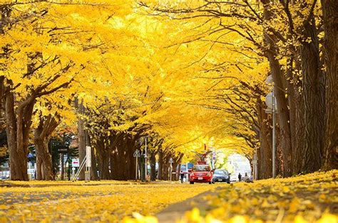 Meiji-jingu Gaien — One of the best places to see autumn leaves in Tokyo - Living + Nomads ...