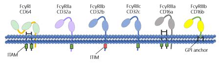 The Overview of Fc Receptors- Classification, Related Signaling ...