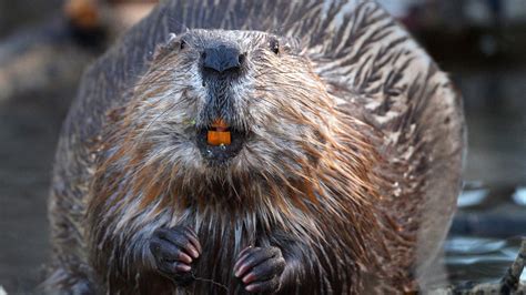 How Dangerous Is the Beaver? | HowStuffWorks