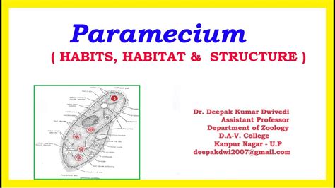 Paramecium - Habits Habitat Structure Part 1 - YouTube