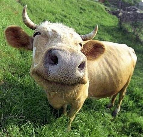 25 Animals Who Can't Stop Smiling | Cows funny, Smiling animals, Happy animals