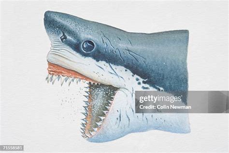 168 Shark Side View Stock Photos, High-Res Pictures, and Images - Getty Images