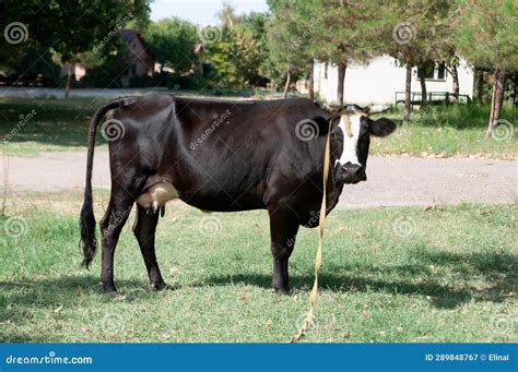 Black Cow Grazing, Countryside. Farm Animal Stock Image - Image of ...