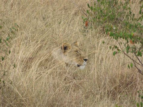 Can You See Me? | Animal Camouflage | The Conservation Report This image demonstrates how well ...