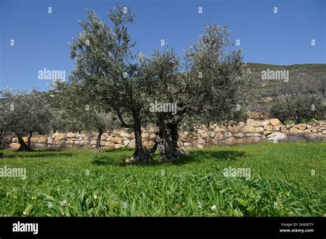 View of a beautiful garden with olive trees growing in Galilee, Israel in spring Stock Photo - Alamy