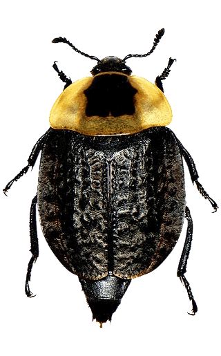 American Carrion Beetle: Identification, Life Cycle, Damage, Treatment, FAQs