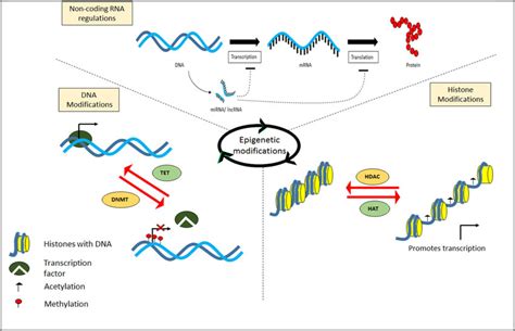 Diagrammatic representation of epigenetic modifications (a) DNA... | Download Scientific Diagram