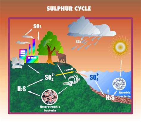 Sulfur Cycle