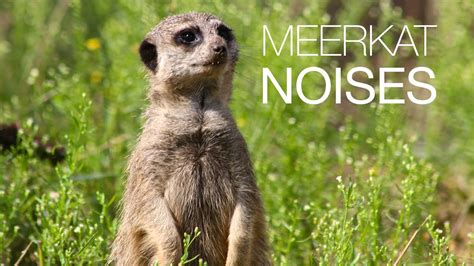 Meerkat barking | What noise does the meerkat make - YouTube