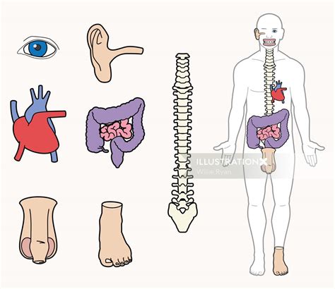 How To Draw Parts Of The Body of all time Check it out now | howtodrawline2