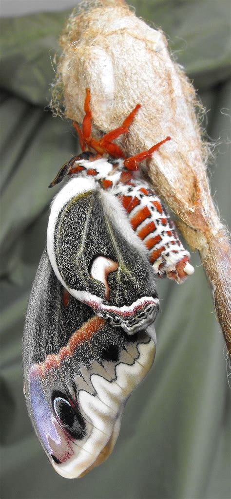 79 best images about Cecropia Moth on Pinterest | Robins, Be ready and Aliens