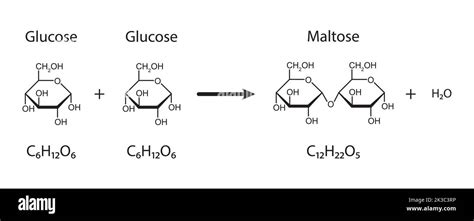 Maltose Formation. Glycosidic Bond Formation From Two molecules of Glucose. Vector Illustration ...