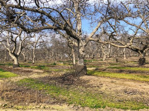 A different kind of harvest for walnut orchards in Central California ...