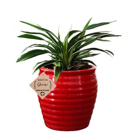 Air Purifier Spider Plant in Beautiful Red Pot - Abana Homes