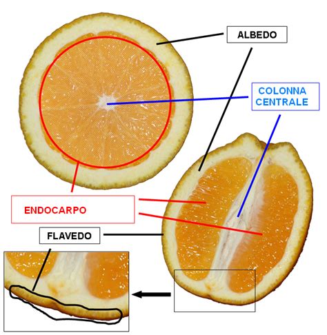 Biologia