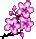 Cherry blossom - YPPedia
