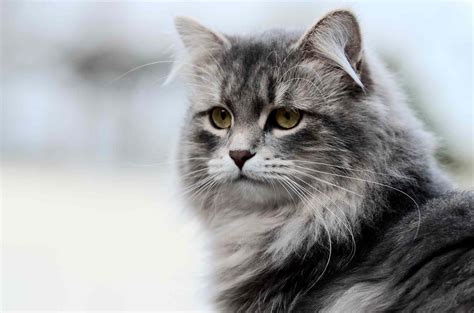 10 Best Russian Cat Breeds