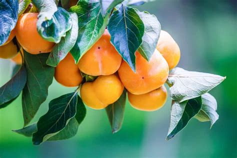 Pruning Persimmon Trees: A Complete Guide - Minneopa Orchards