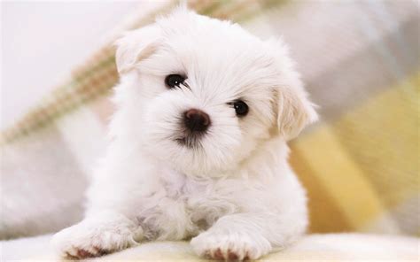 Cute Puppy HD Images | PixelsTalk.Net