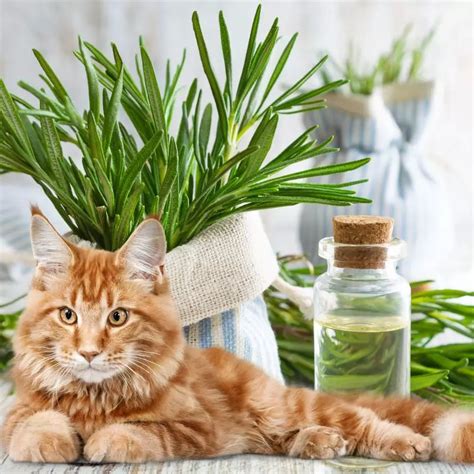 Is Rosemary Toxic For Cats?