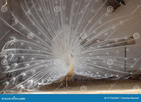 White Peacock Dancing in Happy Mood. Stock Image - Image of birds ...