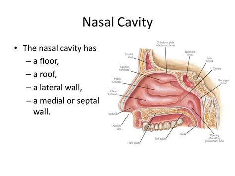Frontal Nasal Sinus Anatomy - ANATOMY STRUCTURE
