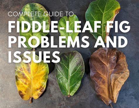 Fiddle-Leaf Fig Problem and Issue Guide | Our House Plants