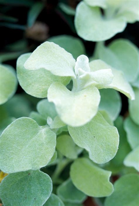 Licorice Plant's Silvery Trailing Stems Are a Favorite for Container ...