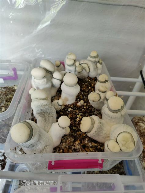 Blobs on slant - Mushroom Cultivation - Shroomery Message Board