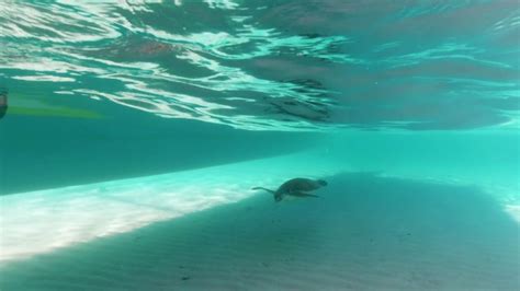 Underwater Video Of Swimming Sea Turtle Wild Stock Footage SBV ...