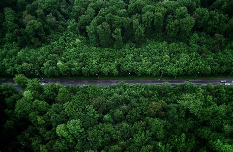 Bird's-eye View Photo of Road With Trees · Free Stock Photo