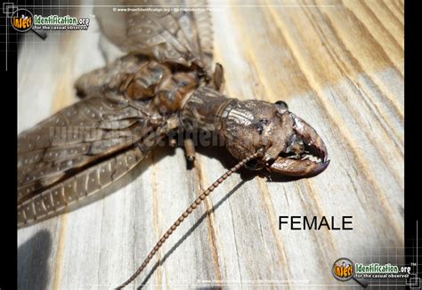 Dobsonfly