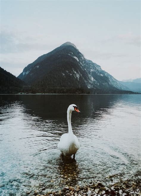 A White Swan on the Lake · Free Stock Photo