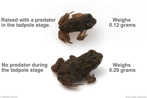 Predation risk causes toads to metamorphose smaller